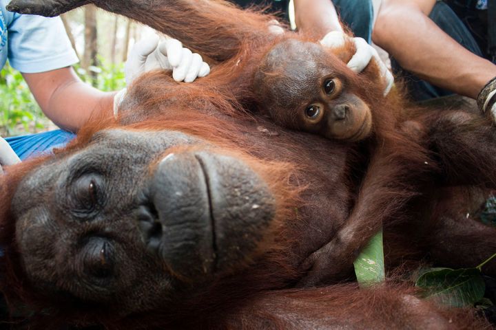 After humans, orangutan babies have the longest childhood in the natural world.