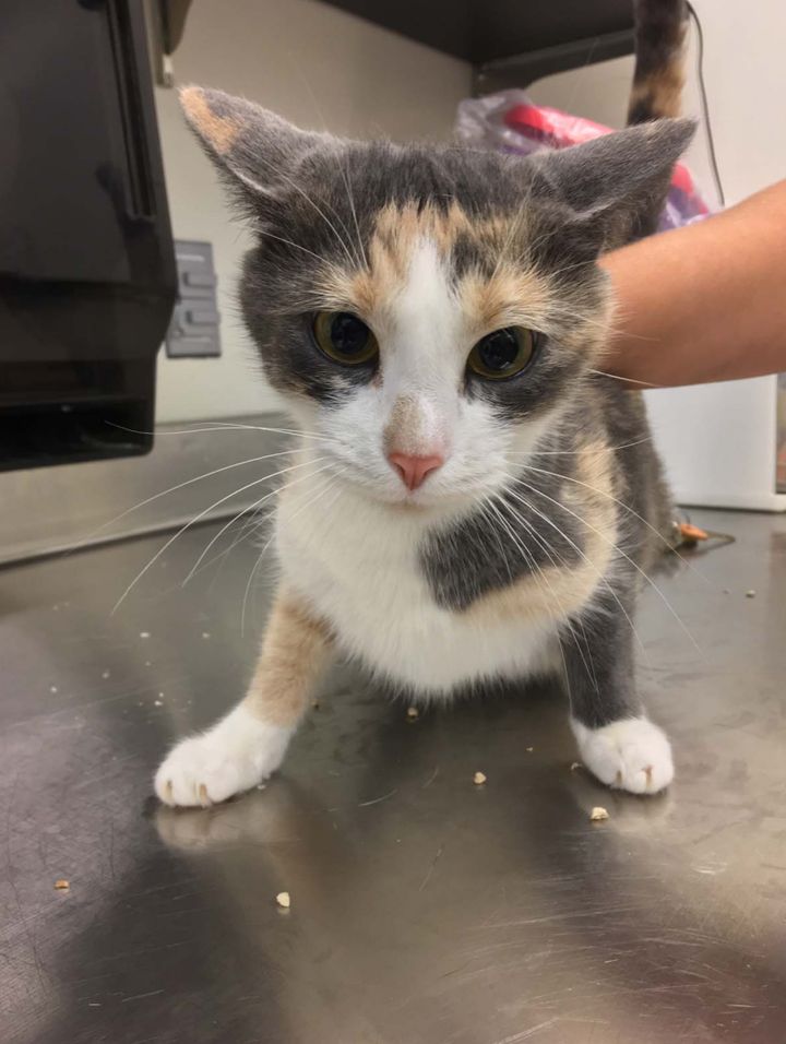 The White Coat Waste Project says this cat, whose photo was obtained through a FOIA request, is one of the female cats used to breed kittens for USDA research.