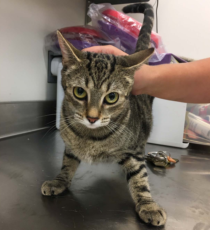 Another cat that may be used to breed kittens for USDA research.