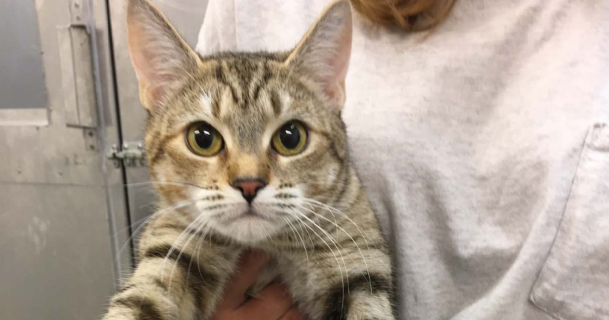 USDA Ends Deadly Cat Experiments, Plans To Adopt Out Remaining Cats ...
