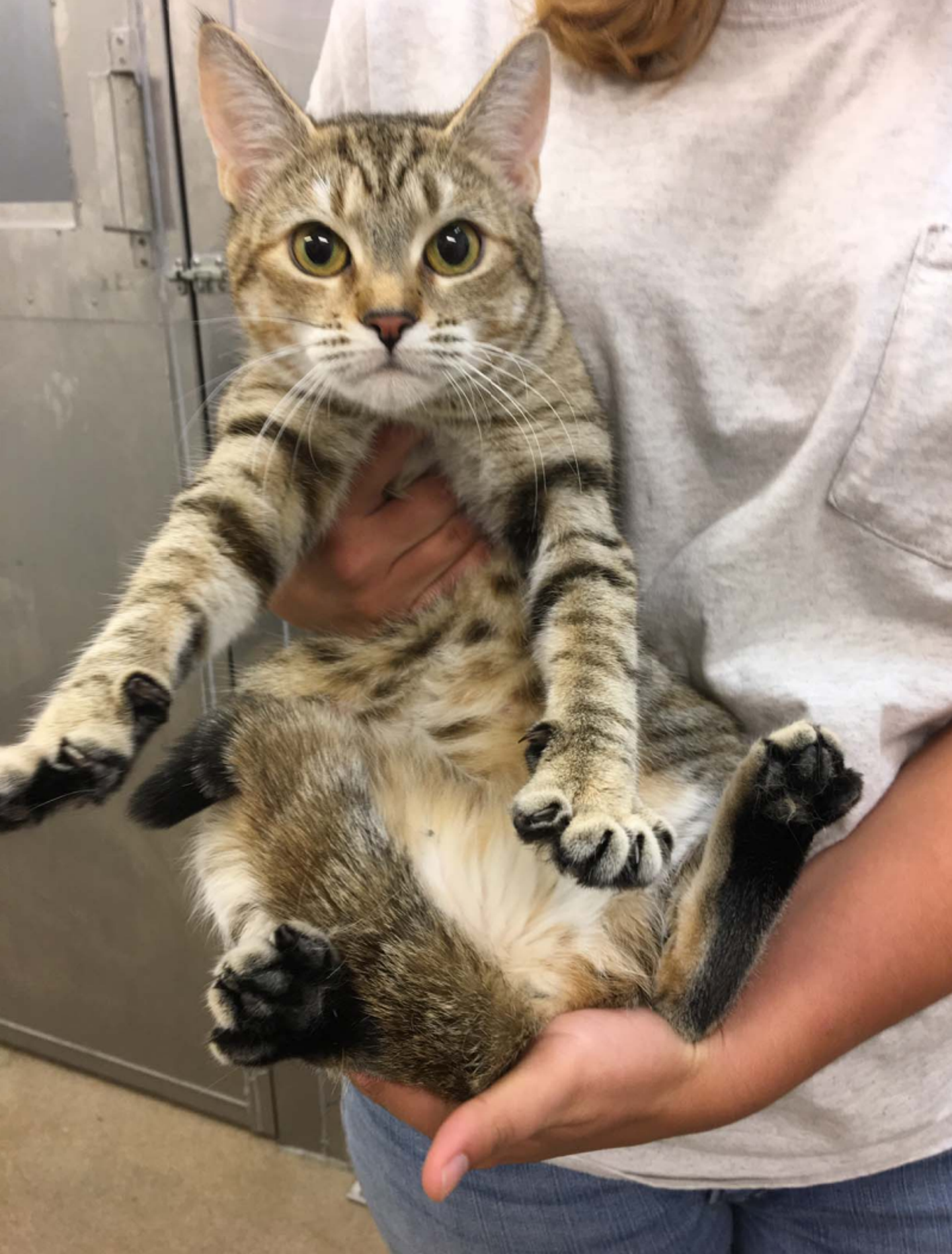 USDA Ends Deadly Cat Experiments, Plans To Adopt Out Remaining Cats