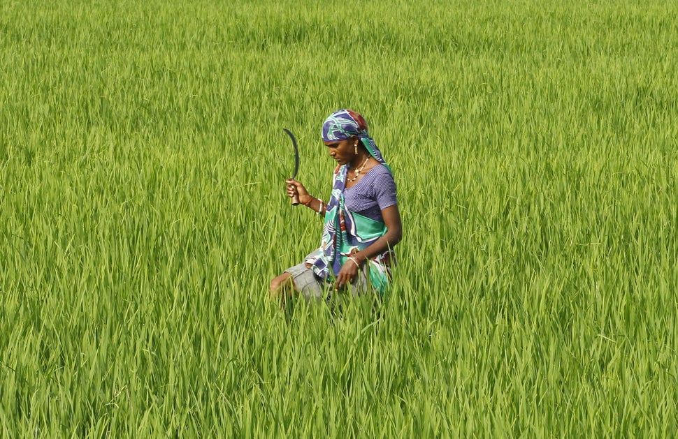 A farmworker in a rice paddy field in Ahmedabed, India. An unconventional method for growing rice has been found to increase