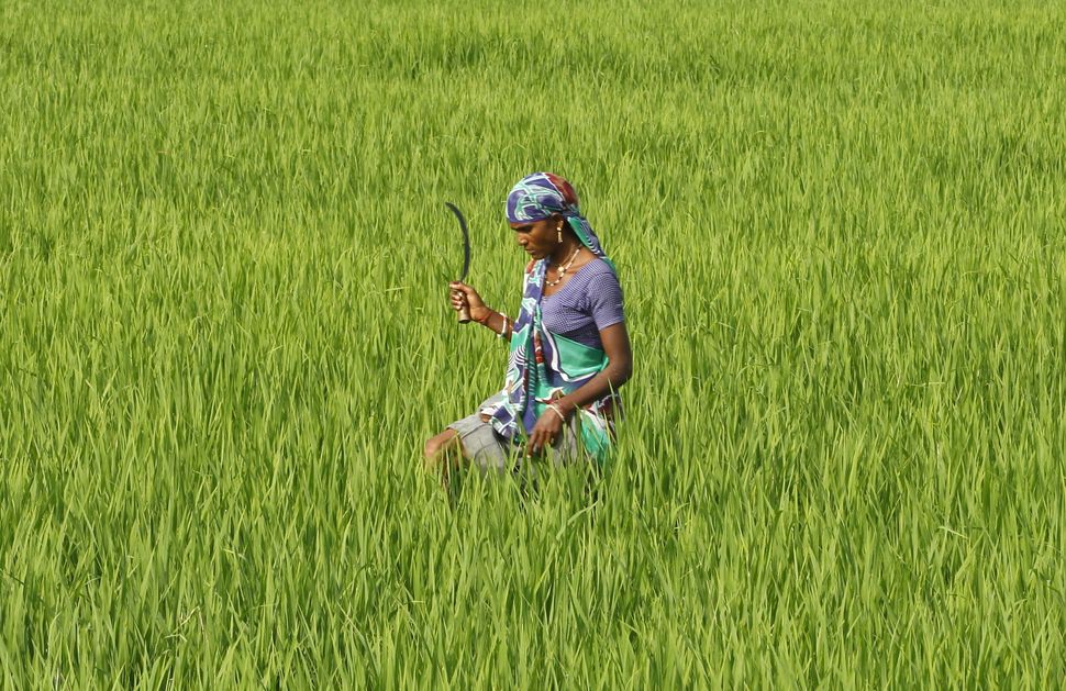 A farmworker in a rice paddy field in Ahmedabed, India. An unconventional method for growing rice has been found to increase 