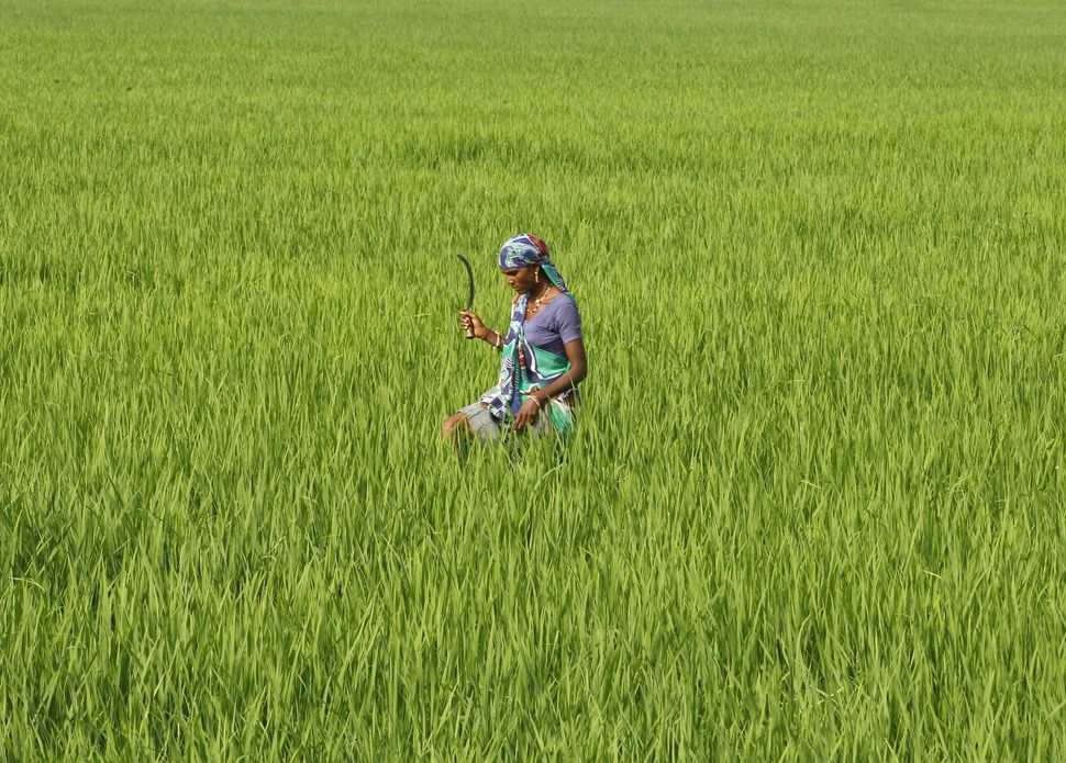 A farmworker in a rice paddy field in Ahmedabed, India. An unconventional method for growing rice has been found to increase yields by 20 to 50 percent.