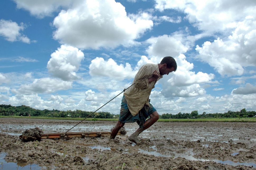 An Indian farmer drags a wooden plank to level soil as he works in a paddy field in Agartala, India. Many Indian farmers are 