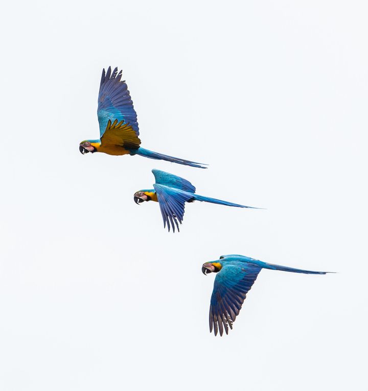 The blue-and-yellow macaw, also known as the blue-and-gold macaw, flying above the Tiputini River in Ecuador.