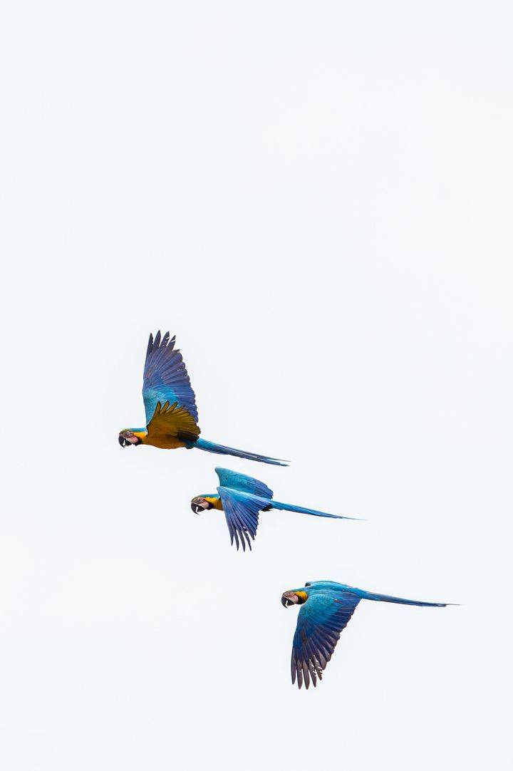 The blue-and-yellow macaw, also known as the blue-and-gold macaw, flying above the Tiputini River in Ecuador.