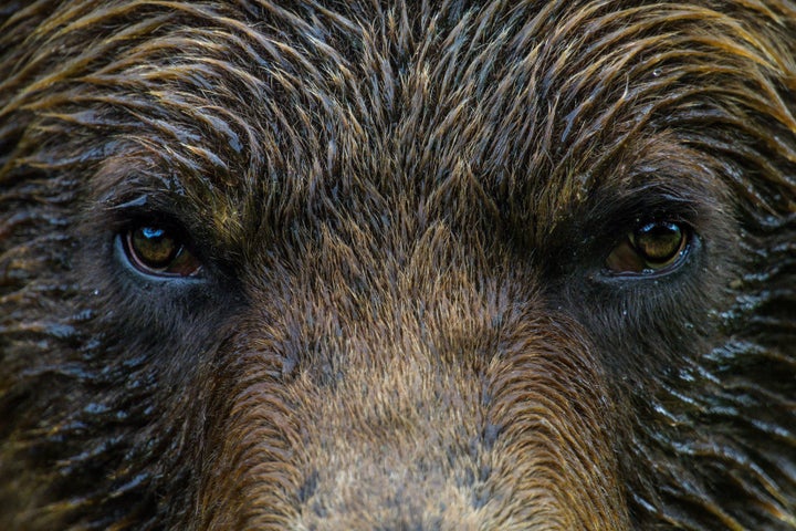 A grizzly bear in Canada’s first and only grizzly bear sanctuary, the Khutzeymateen Provincial Park, a haven for the iconic wild animal in northern British Columbia.