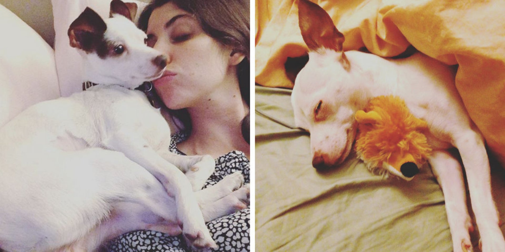 24 Photos That Capture The Magic Of Dogs Finding Their Forever Homes ...