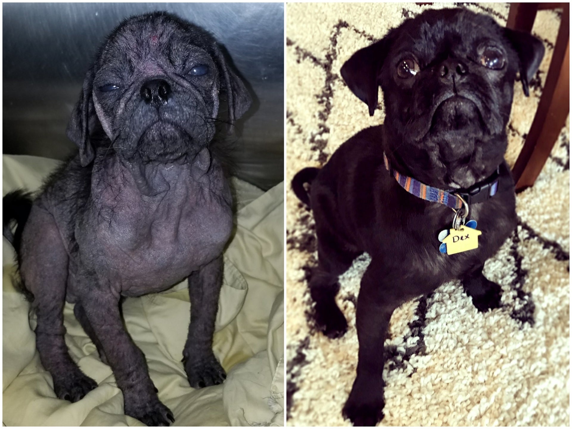 24 Photos That Capture The Magic Of Dogs Finding Their Forever Homes ...