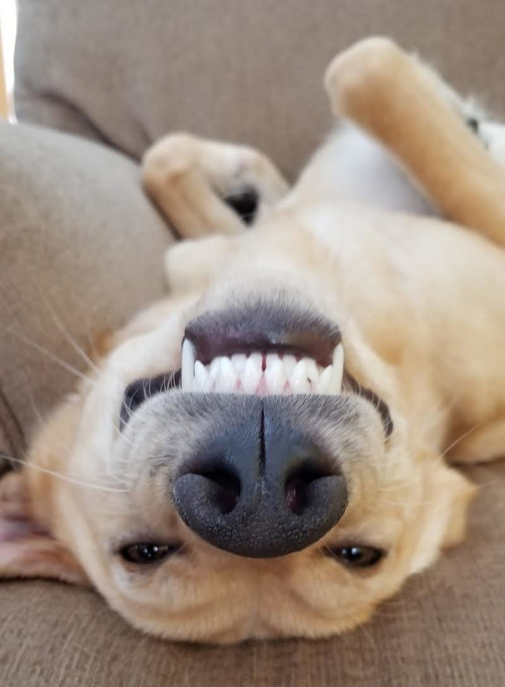 24 Photos That Capture The Magic Of Dogs Finding Their Forever Homes ...