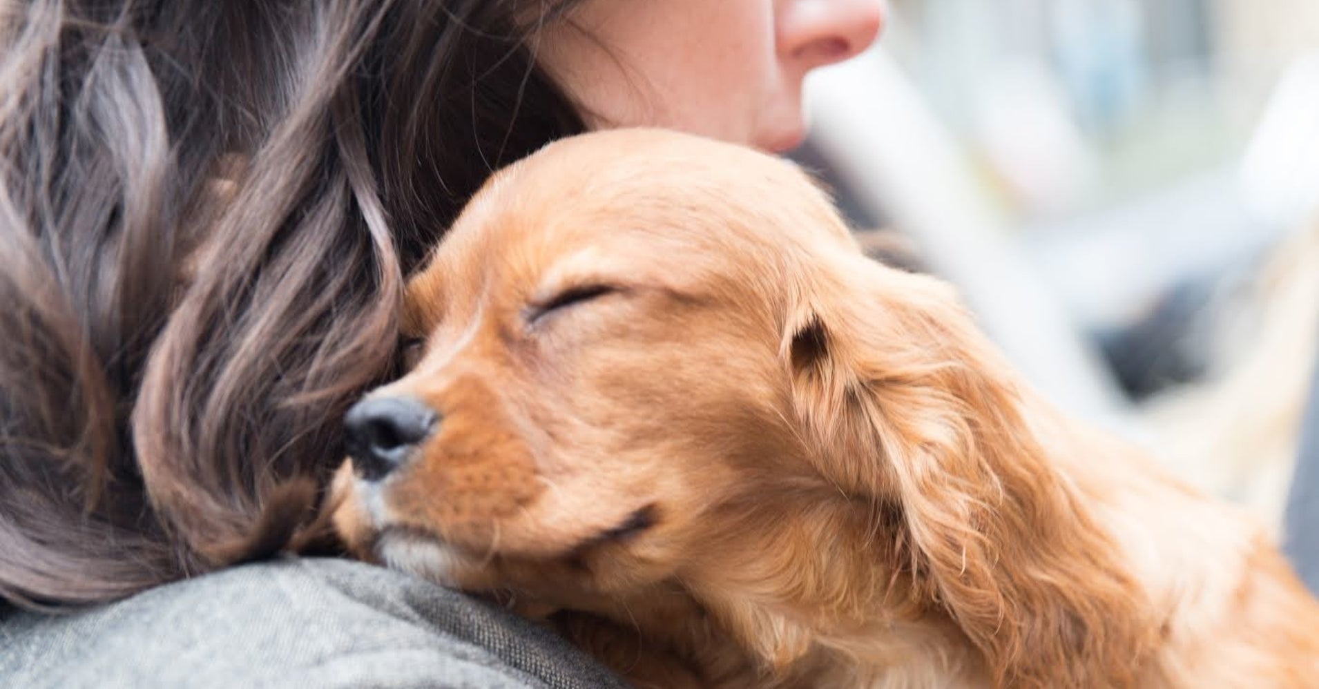 24 Photos That Capture The Magic Of Dogs Finding Their Forever Homes
