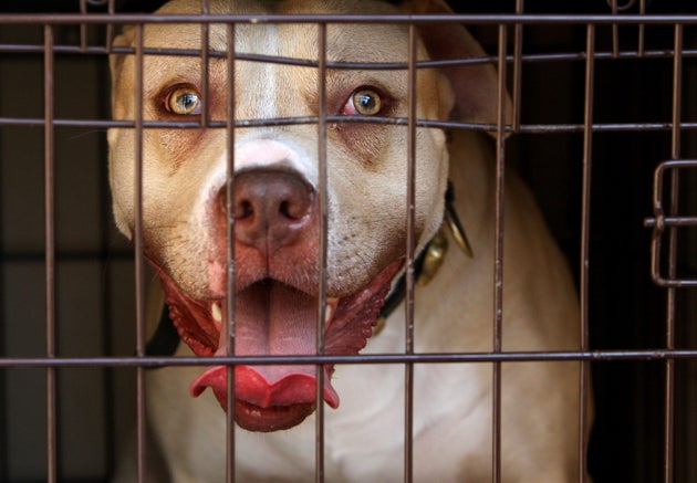 Pit bull terriers are one of four banned dog breeds under current UK legislation 