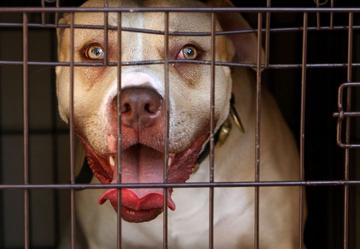 Pit bull terriers are one of four banned dog breeds under current UK legislation 