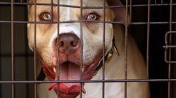 Dangerous Dog Laws Aren’t Working – MPs Want To Know Why