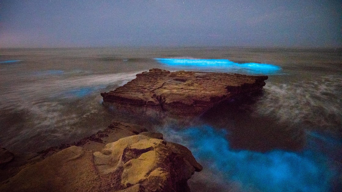 Red tide