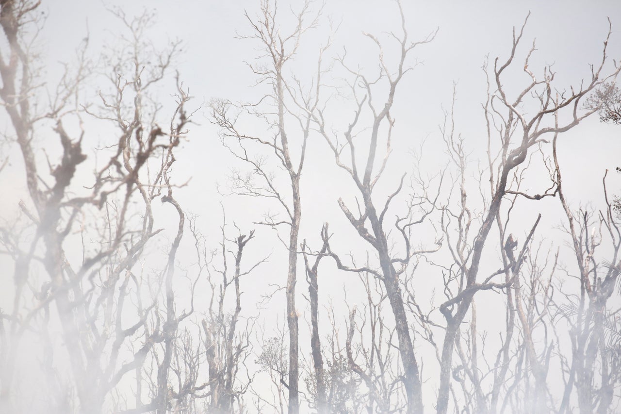 In areas where sulfur dioxide emissions were strong, the vegetation turned brown and leafless trees withered.