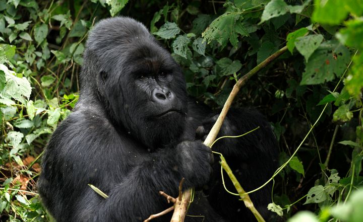 The park is home to endangered mountain gorillas, which are popular with tourists 