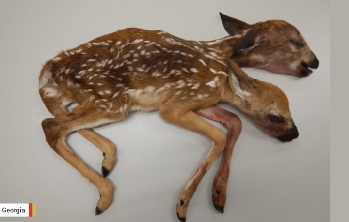 Stillborn conjoined fawns found recently in Minnesota.