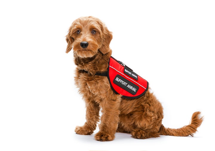 Emotional support best sale dog american airlines