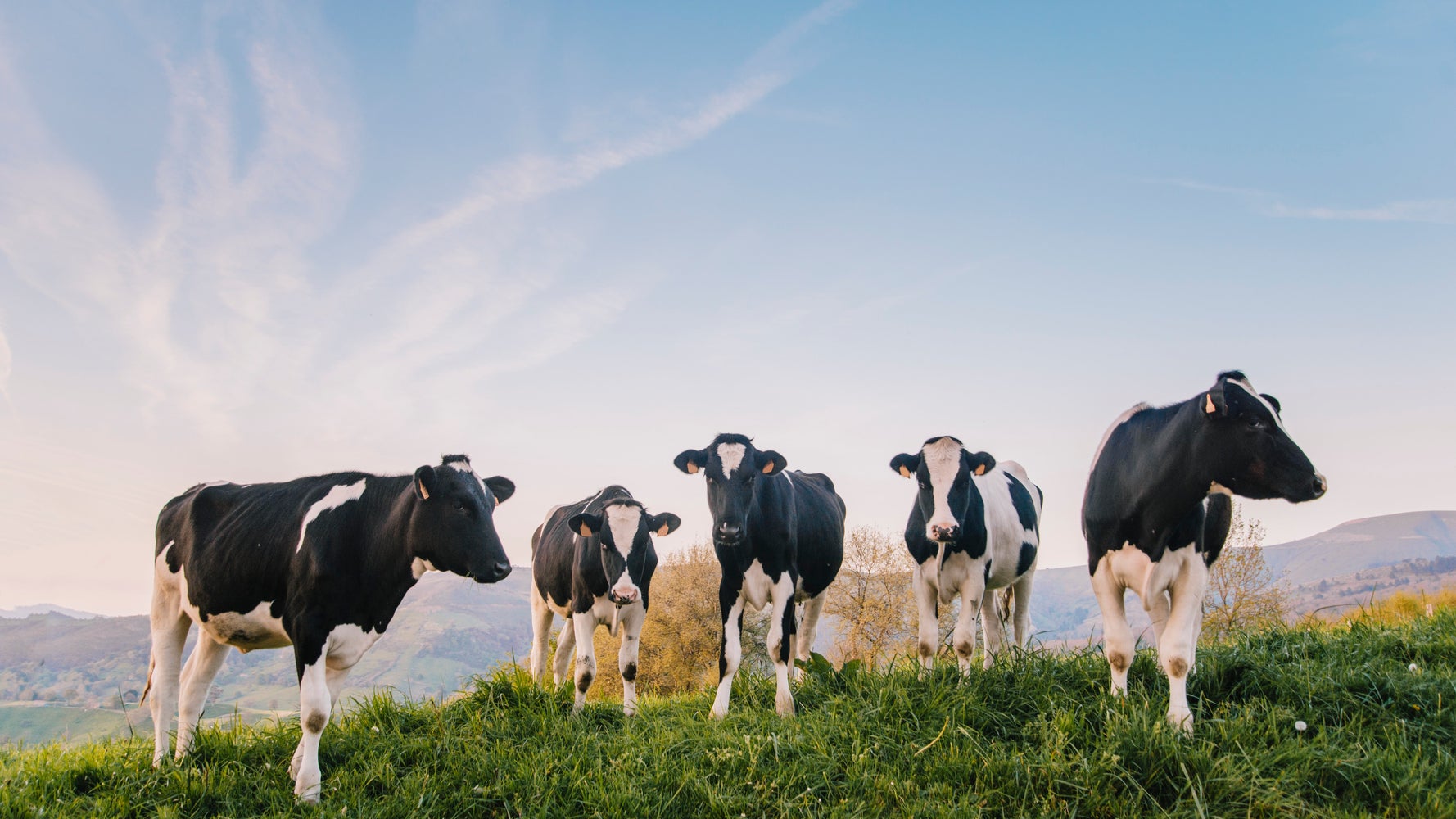 Vegans, Be Kind To Animals And People HuffPost UK Life