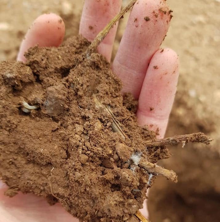 Soil&nbsp;at&nbsp;Camp Altiplano found complete with mycelium, a sign that the soil food web is returning.