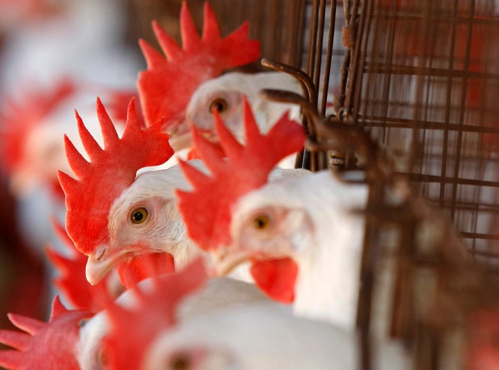 Hens in battery cages at a San Diego County egg farm in 2008.