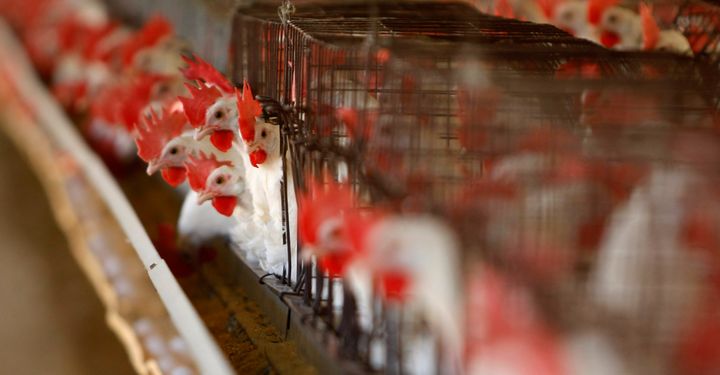 The Protect Interstate Commerce Act would ban states like California from prohibiting the sale of eggs from battery-caged hens.