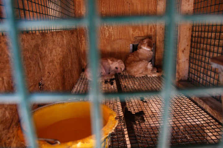 Two out of nearly 1,000 dogs rescued from a West Virginia puppy mill in 2008.