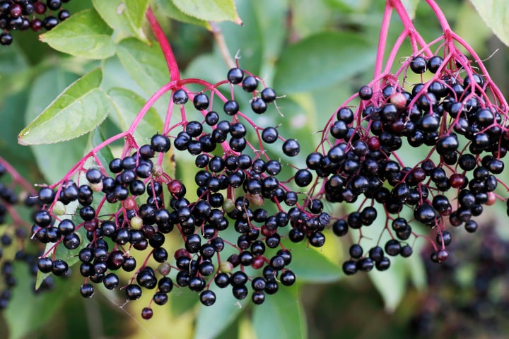 The elderflowers develop into these deep purple elderberries.