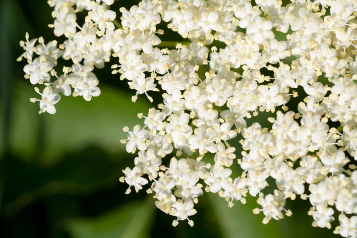 A closeup of the elderflowers.