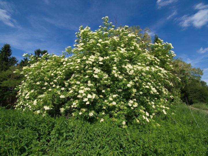 A flowering elderberry tree.