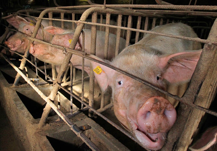 Pregnant pigs in gestation crates, also known as sow stalls, at a farm near Brussels, Belgium, in 2012.