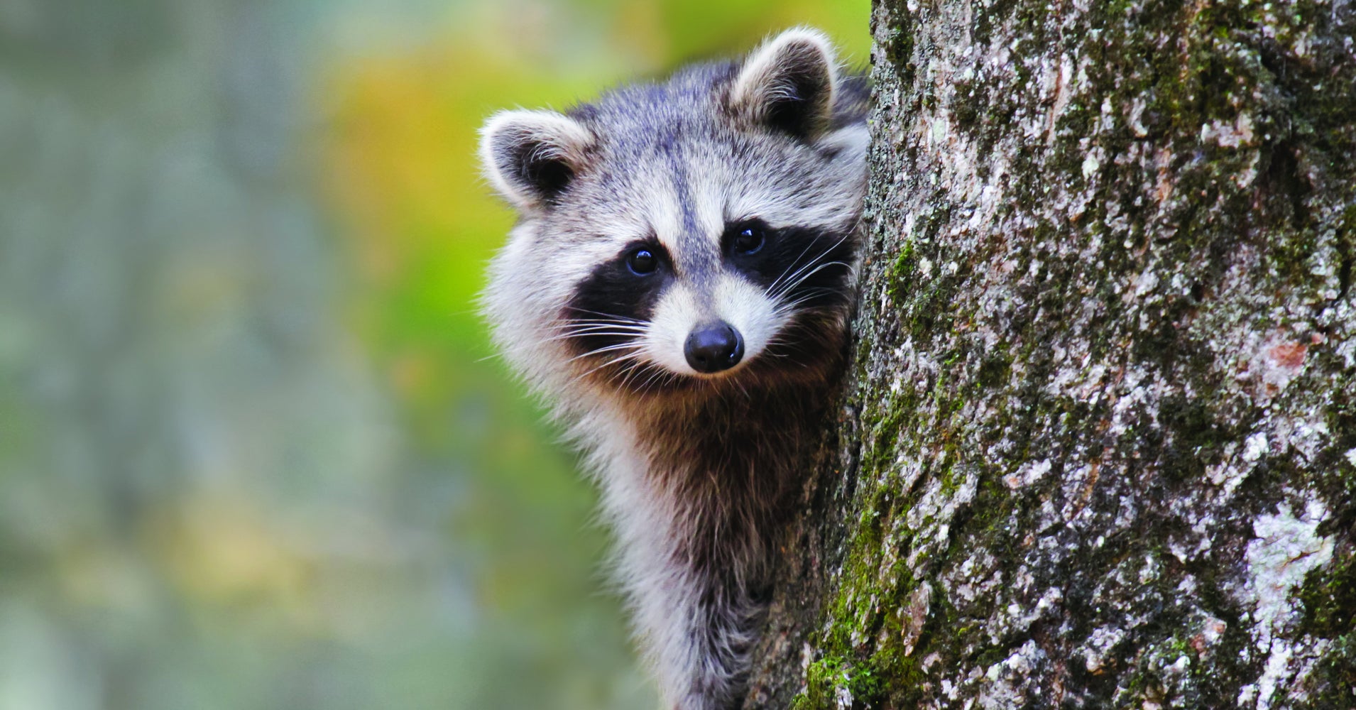 Teacher Caught On Video Drowning Raccoons With Students | HuffPost