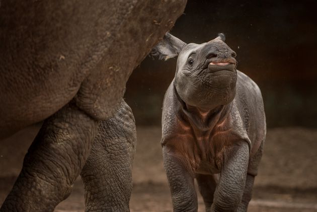 The baby rhino is yet to be named. 
