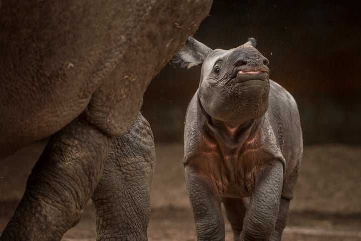 The baby rhino is yet to be named. 