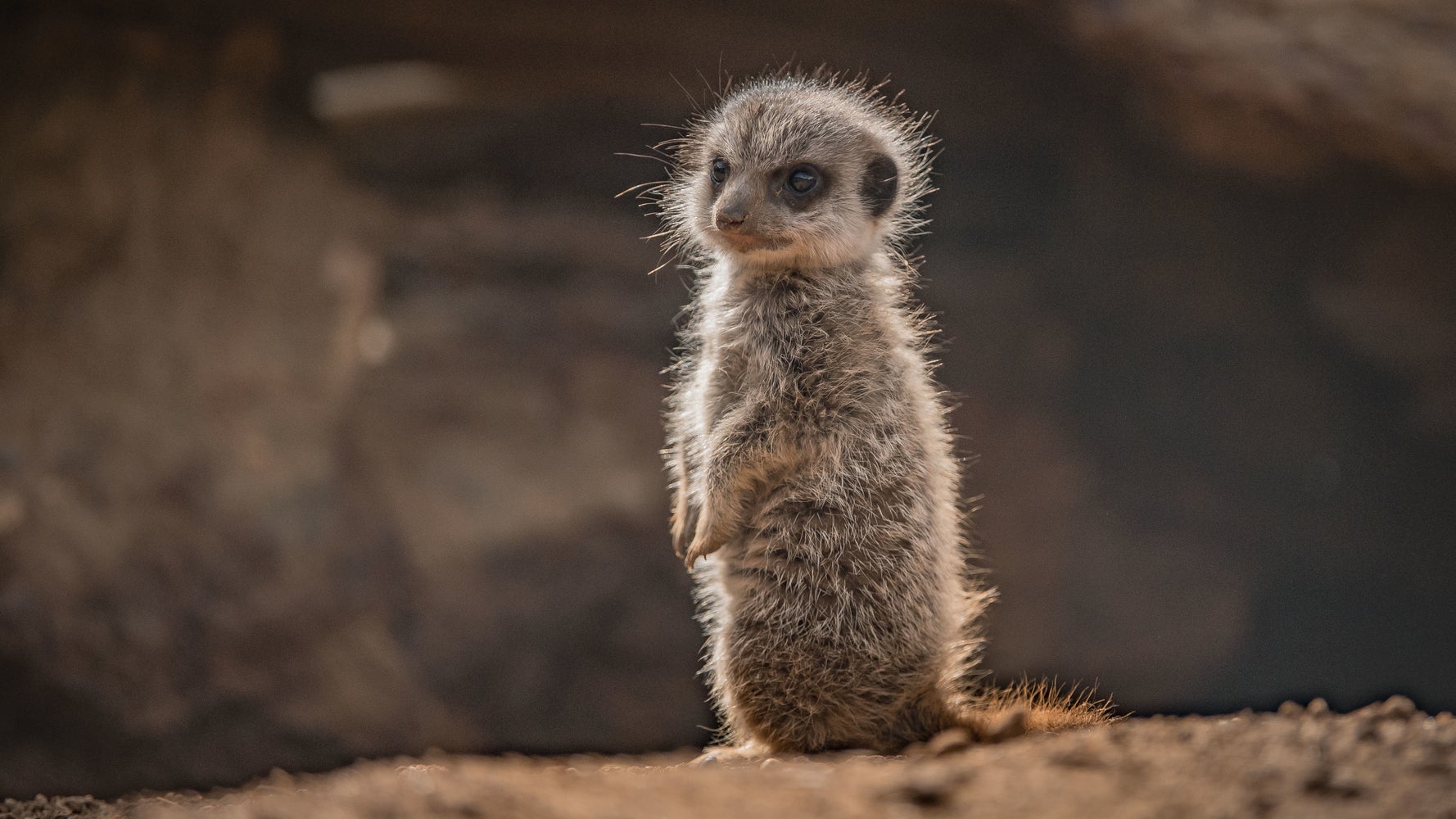 Introducing HuffPets: 5 Cute Animal Pictures To End The Week | HuffPost UK Life Introducing HuffPets: 5 Cute Animal Pictures To End The Week | HuffPost UK Life