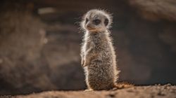 5 Cute Animals To End The Week: Baby Meerkats And L’Oréal The Frenchie