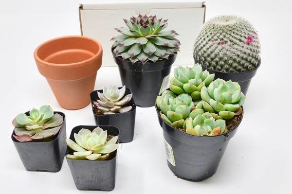 Best plant gift cheap for girlfriend