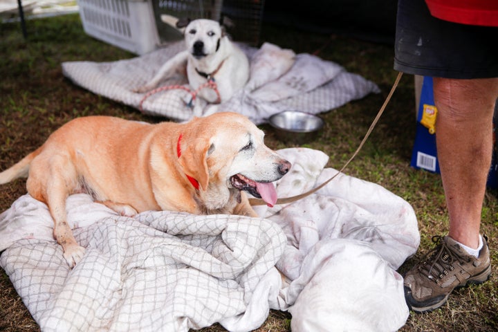 Eddie McLaren, of Kapoho, stands with two of his five dogs in his tents at a Red Cross evacuation center in Pahoa during ongoing eruptions of the Kilauea Volcano in Hawaii.