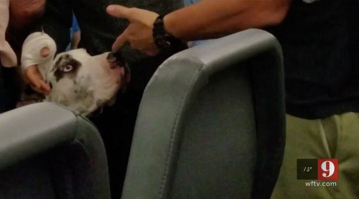 This Great Dane service dog was allegedly punched by an airline passenger who was upset about its large size.