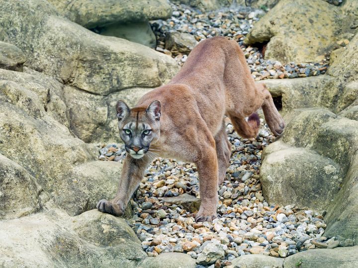 A cougar pictured in captivity.
