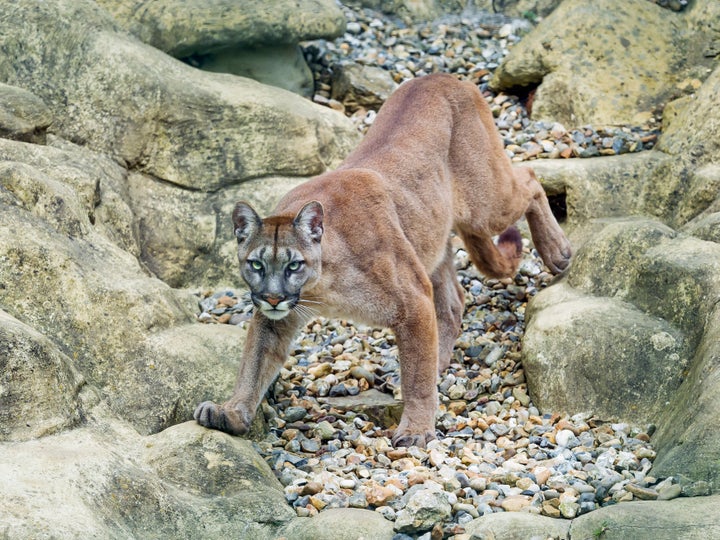 A cougar pictured in captivity.