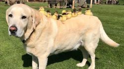 Dog 'Adopts' Nine Abandoned Baby Ducklings And It's Beyond Adorable