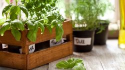 Yes, You Can Grow Your Own Food - Even If You're A City Dweller