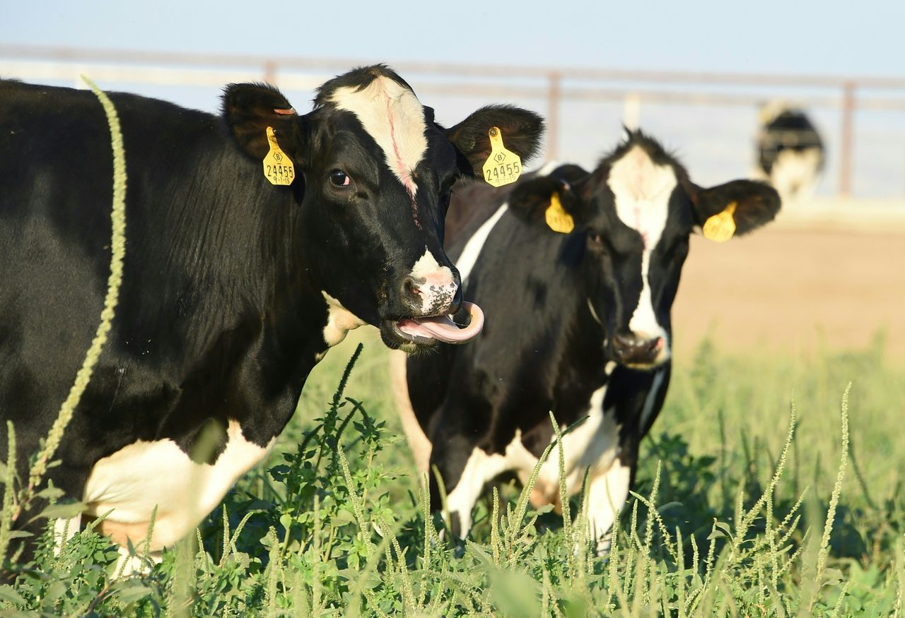 Cows grazing on a dairy farm in California's Central Valley. Well water testing in the region in 2016 uncovered dangerously high levels of nitrates in the water, deriving from fertilizers and cow manure.