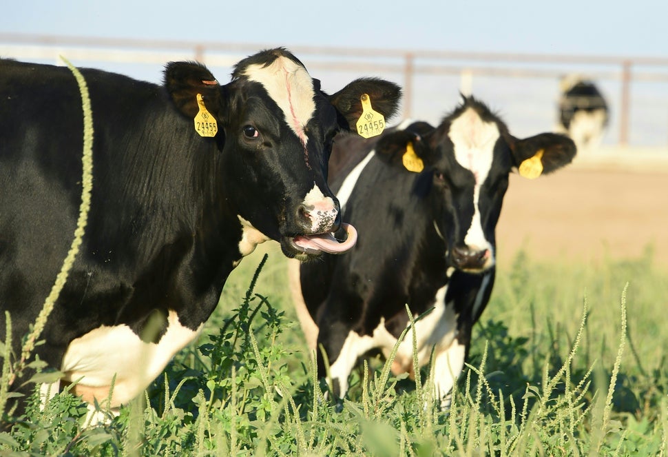 Cows grazing on a dairy farm in California's Central Valley. Well water testing in the region in 2016 uncovered dangerously h