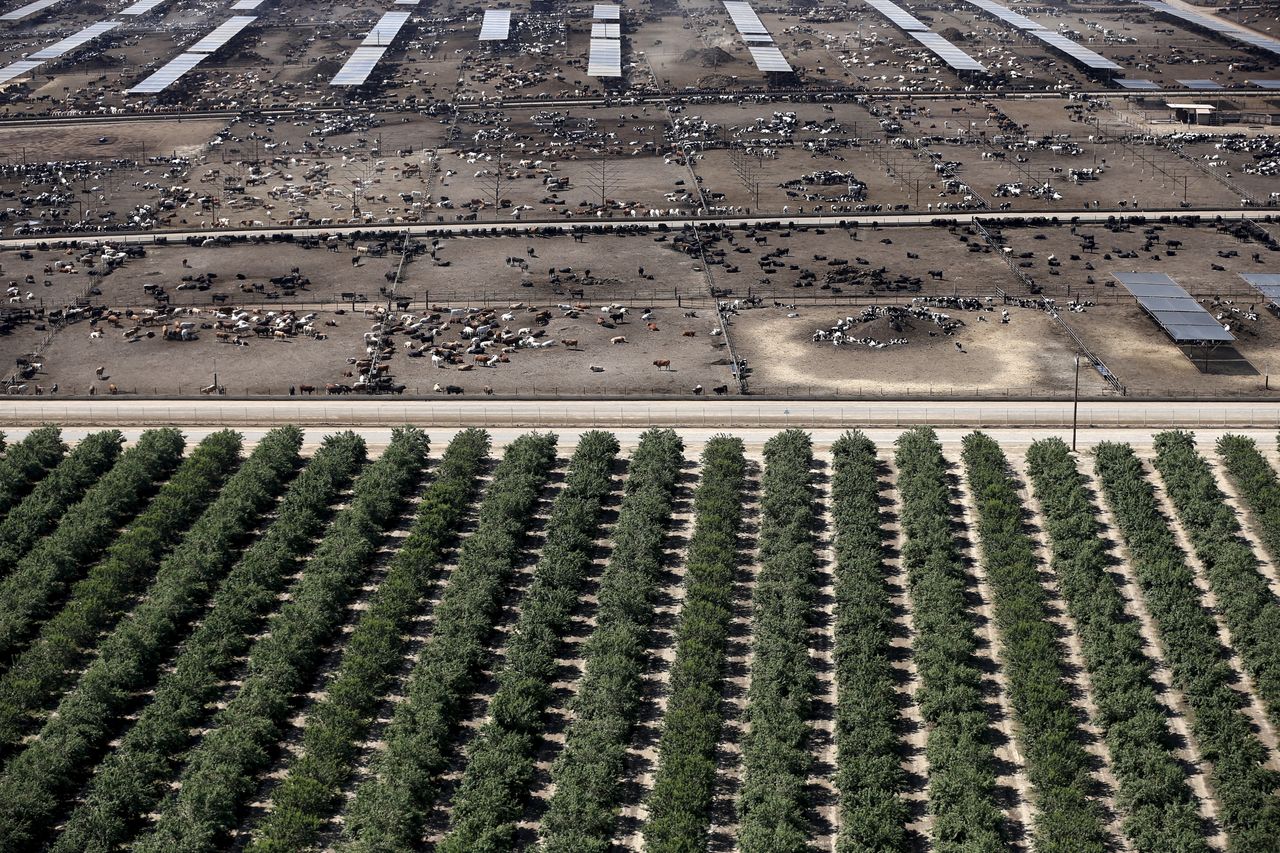 A field of almonds next to a cattle ranch in California's Central Valley.