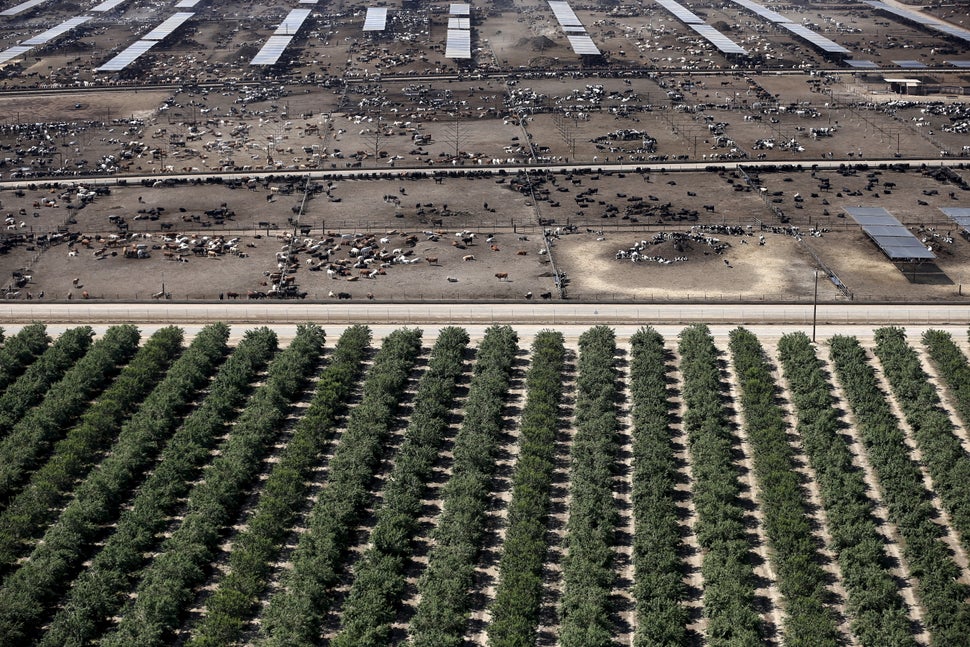 A field of almonds next to a cattle ranch in California's Central Valley.