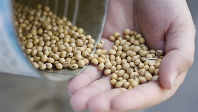 A grain salesman displays soybeans in Greenville, Ohio. The threat of Chinese tariffs has led some buyers to cancel their orders.